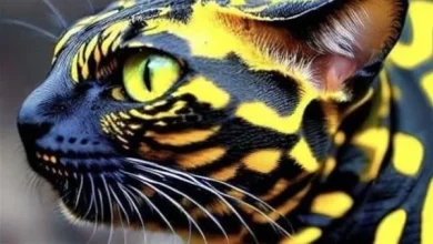 القطة الأفعى الأكثر ندرة على وجه الأرض.. ما قصتها؟