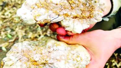 رجل أسترالي يعثر على صخرة من الذهب