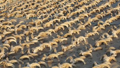 مصر ..كشف أثري جديد يزيح الستار عن فترة مهمة للعصر البطلمي