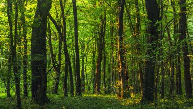 دراسة علمية تحذر من تقلّص مساحة غابات الجبال 7 بالمئة خلال السنوات القادمة