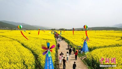 من الصين جولة بين الزهور. "قيمة جمالية" تتحول إلى "قيمة انتاجية"