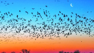 الطيور المهاجرة تغذي نفسها بحرق الدهون