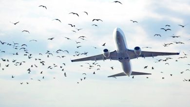 سرب طيور يهاجم طائرة روسية.. القصة الكاملة