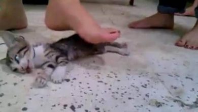 تعذيب الحيوانات .. من أسوأ أنواع السلوك العدواني