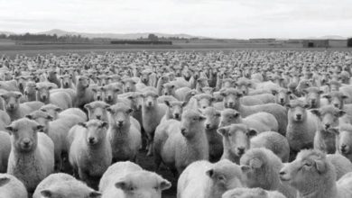 من الأدب الفرنسي "خرفان بانورج"