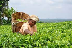 زيادة ملحوظة في استهلاك الشاي خلال شهر رمضان تعوض خسائر المزارعين