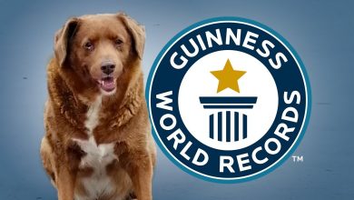 بوبي أكبر كلب في العالم يحتفل بعيد ميلاده الـ31