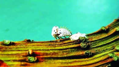 بكتيريا تهدد 60 مليون شجرة زيتون إيطالية