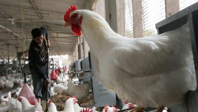 مصر تنتج سلالة جديدة من الدواجن لأول مرة في تاريخها