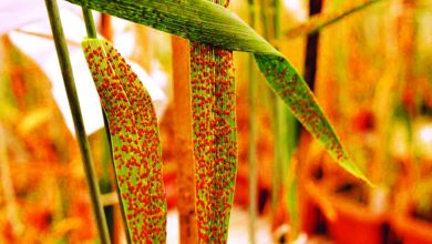باحثون يكتشفون آليات جديدة لمقاومة "صدأ القمح"