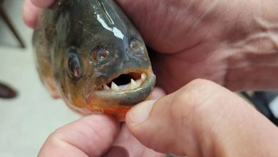 أسماك بيرانا تهاجم 8 سائحين في البرازيل