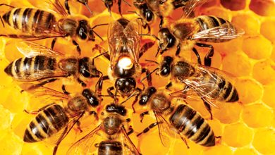 خطوط الكهرباء تعطل ملاحة النحل .. تفاصيل