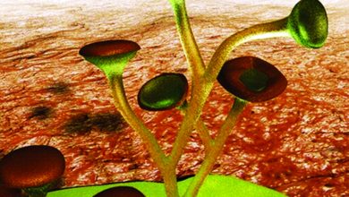 444 مليون عام عمر النباتات