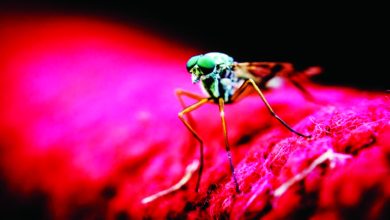 العطور تجعل البعض أكثر جاذبية للبعوض