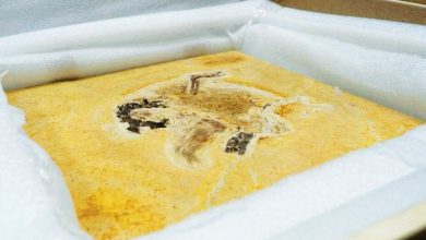 حفرية ديناصور نادرة تعود إلى البرازيل 7 حفرية ديناصور نادرة تعود إلى البرازيل