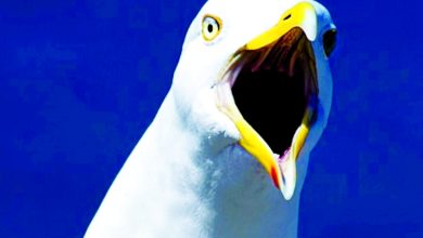 نورس يلتهم أذن رجل .. القصة الكاملة 6 نورس يلتهم أذن رجل .. القصة الكاملة