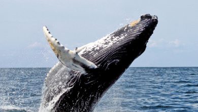 تأثير حيتان البالين ضئيل في توازن المناخ