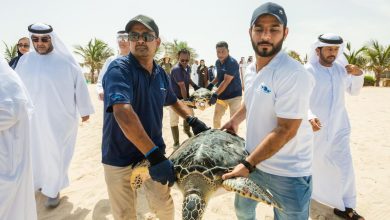 الشارقة للأحياء المائية يعيد 8 سلاحف مهددة بالانقراض لموطنها الأصلي