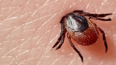 فيروس جديد ينتشر فى أوروبا وأعراضه تشبه الأنفلونزا