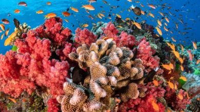 الشعاب المرجانية في فلوريدا مهددة بالانقراض بسبب ارتفاع درجه الحرارة