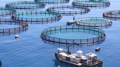 الإمارات تقدم نموذجا عالميا في تنمية الاقتصاد الأزرق وحفظ التنوع البيولوجي