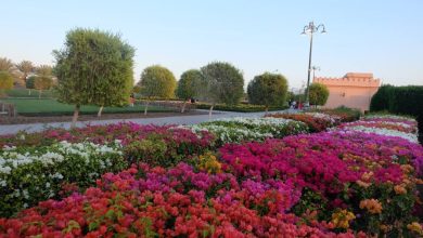 سلطنة عُمان: توسعة المساحات الخضراء بمسقط تلبية لبرنامج الحياد الصفري