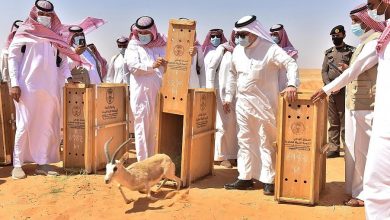 السعودية: إدراج محمية "عروق بني معارض" في قائمة التراث العالمي لليونسكو