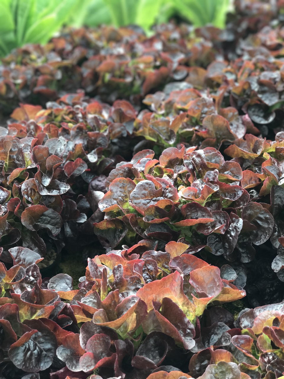 بترشيح من المجلس العربي للمسؤولية المجتمعية التحالف العالمي للتكنولوجيا الحكومية يختار "بلاج آند جرو" من مصر لتشارك بمؤتمر المناخ COP28