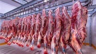 وزارة‫ الزراعة تطرح اللحوم البلدى فى معرضها بالدقى بـ300 جنيه للكيلو طوال شهر رمضان