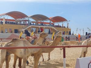 بالصور: بحضور رئيس الوزراء.. انطلاق رالي باها للسيارات وسباق الهجن بالوادي الجديد..