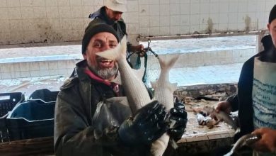 جهاز حماية وتنمية البحيرات يواصل أعمال الصيد لهذا العام في عدد من المواقع الإنتاجية المختلفة