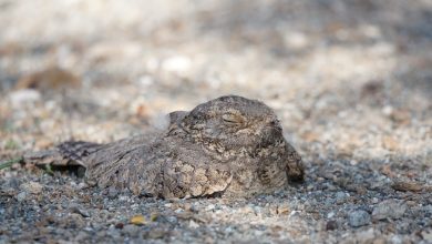 هيئة الفجيرة للبيئة تسجل إنجازًا بيئيًا في محمية وادي الوريعة الوطنية كمؤشر قوي في مطلع عام 2026